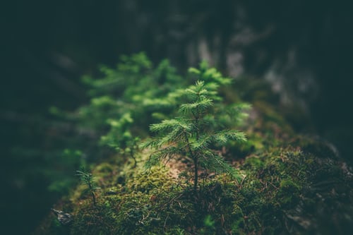 An image of a plant growing in a forest.
